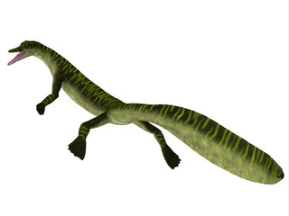 Fototapeta premium Mesosaurus Marine Reptile Tail - Mesosaurus was a carnivorous marine reptile that lived in the seas of Africa and South America during the Permian Period.