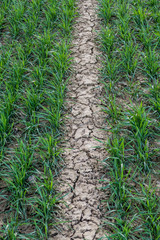 Rissiger Ackerboden durch Trockenheit