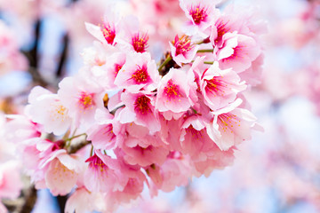 Cherry blossoms