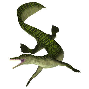 Mesosaurus Marine Reptile on White - Mesosaurus was a carnivorous marine reptile that lived in the seas of Africa and South America during the Permian Period. 
