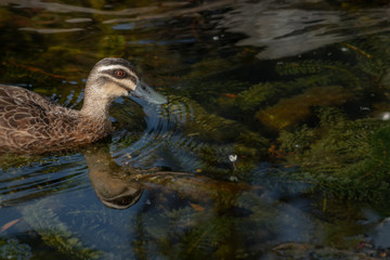 pacific black duck swimming in water