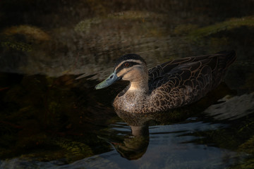 pacific black duck swimming on water with reflection