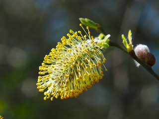Closeup of a pussy willow (Salix) flower showing pollen covered stamens