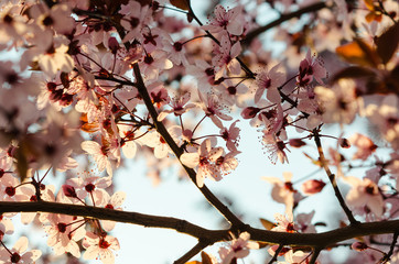 Beautiful spring nature scene with blooming tree. Spring blooming. Cherry blossoms. 