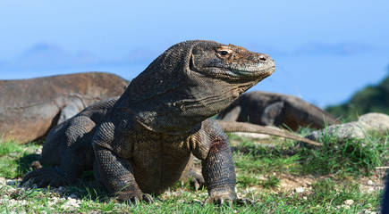 Komodo dragon,  scientific name: Varanus komodoensis. Scenic view on the background, Natural habitat.  Indonesia.