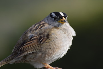 Bird Closeup