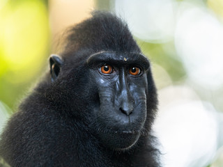 The Celebes crested macaque . Close up portrait. Crested black macaque, Sulawesi crested macaque, or the black ape.  Natural habitat. Sulawesi. Indonesia.