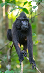 The Celebes crested macaque on the branch. Crested black macaque, Sulawesi crested macaque, or the black ape.  Natural habitat. Sulawesi. Indonesia.