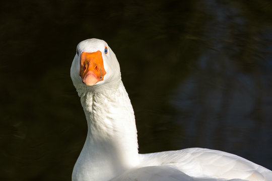 Portrait of  Embden goose, White goose with orange beak in close up
