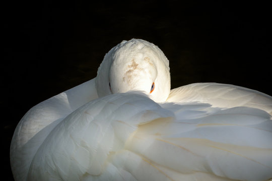 Portrait of  Embden goose, White goose with orange beak in close up