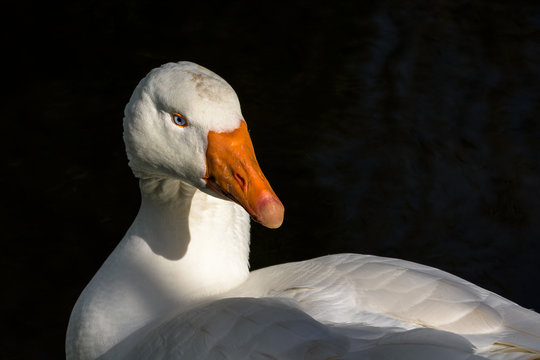 Portrait of  Embden goose, White goose with orange beak in close up