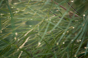 branch of a tree water drop in morning