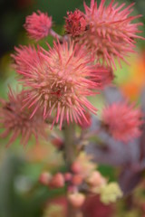 Prickly Flower