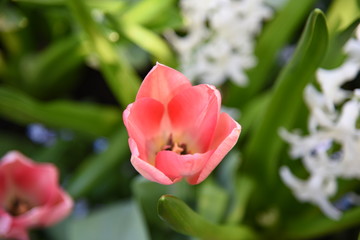 tulip in the garden