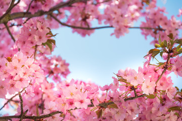 Cherry blossom framing blue sky