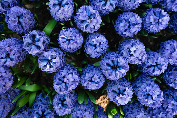 Fiori in primavera