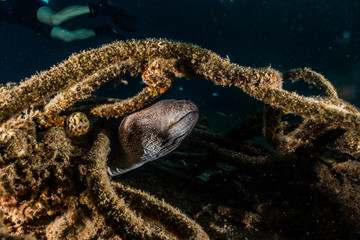 Moray eel Mooray lycodontis undulatus in the Red Sea, eilat israel