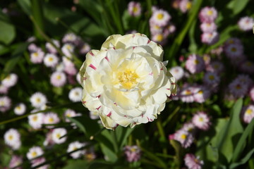 white peony