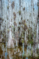 Obraz premium Big Cypress