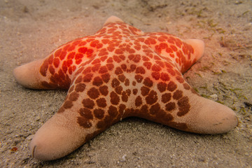 Starfish On the seabed in the Red Sea, eilat israel