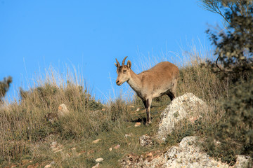 Female of Ibex, Capra pyrenaica in Spain, Europe.