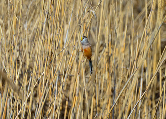 A bird in the reeds
