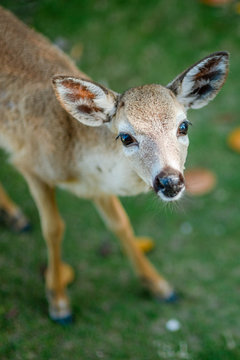 Key Deer