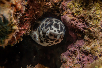 Tiger Snake Eel in the Red Sea Colorful and beautiful, Eilat Israel