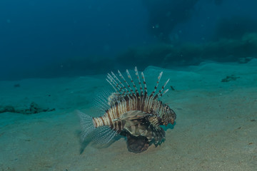 Lion fish in the Red Sea colorful fish, Eilat Israel