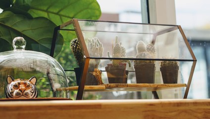 a small cactus in a glass cabinet near the window in the mornig time, the lighting between the day, design for decoration for a small tree farm