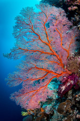 Coral Reef Underwater
