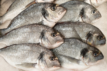 Close-up raw fresh sea bream fish on ice on ice in market store. Dorado fish background. Health concept