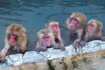 Fototapeta premium Monkey Onsen - Massage