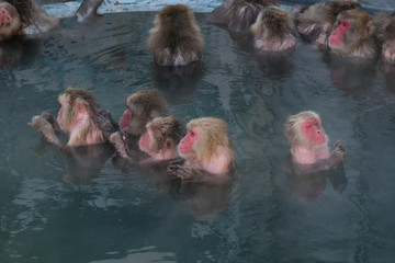 Monkey Onsen - Massage