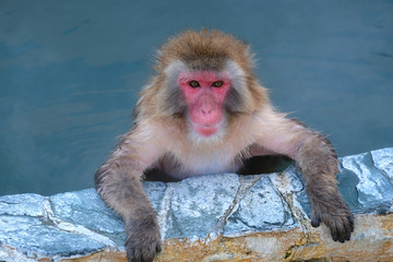 Naklejka premium Monkey Onsen - Massage