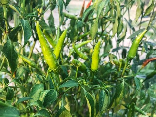 Green pepper with watering
