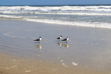 Seagulls playing on the beach near the incoming waves