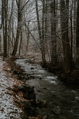 river in the forest