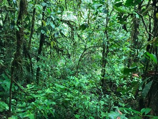 Fototapeta na wymiar la selva