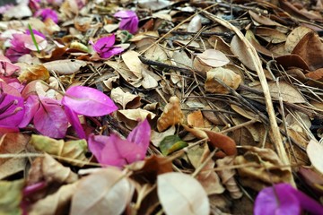 Dry leaves and flowers of bougainvillea, thorny ornamental tree, on a soil surface.