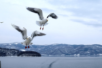 Fototapeta na wymiar crow vs seagull on the boat in Lake Toya