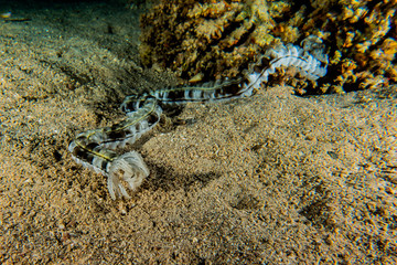 Tiger Snake Eel in the Red Sea Colorful and beautiful, Eilat Israel