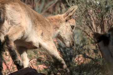 Female of Ibex, Capra pyrenaica in Spain, Europe.