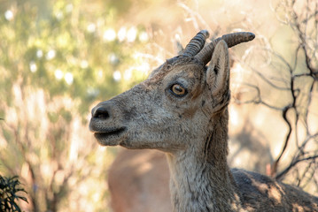 Female of Ibex, Capra pyrenaica in Spain, Europe.