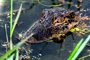 Photo of an American Alligator (Alligator mississippiensis). It is endemic to the southeastern...