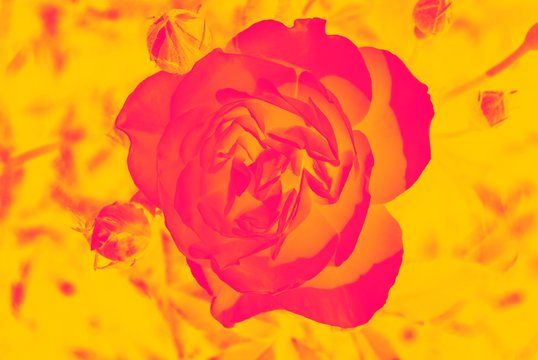 Abstract Rose photo in golden and pink colors