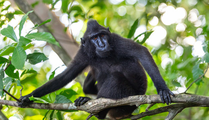 The Celebes crested macaque on the branch of the tree. Close up portrait. Crested black macaque, Sulawesi crested macaque, sulawesi macaque or the black ape.  Natural habitat. Sulawesi. Indonesia.