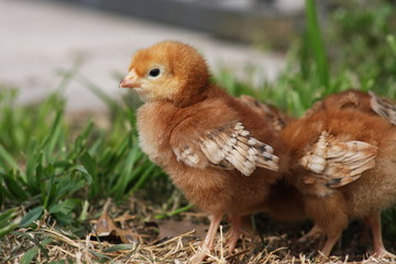 Baby chick - Rhode Island Red
