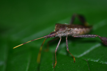 Coreidae