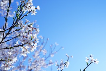 満開に咲く桜の花を本当に美しい